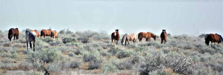 mustangs